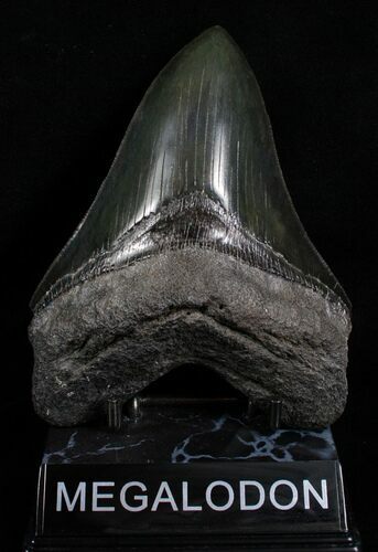 Inch Black Megalodon Shark Tooth #4319